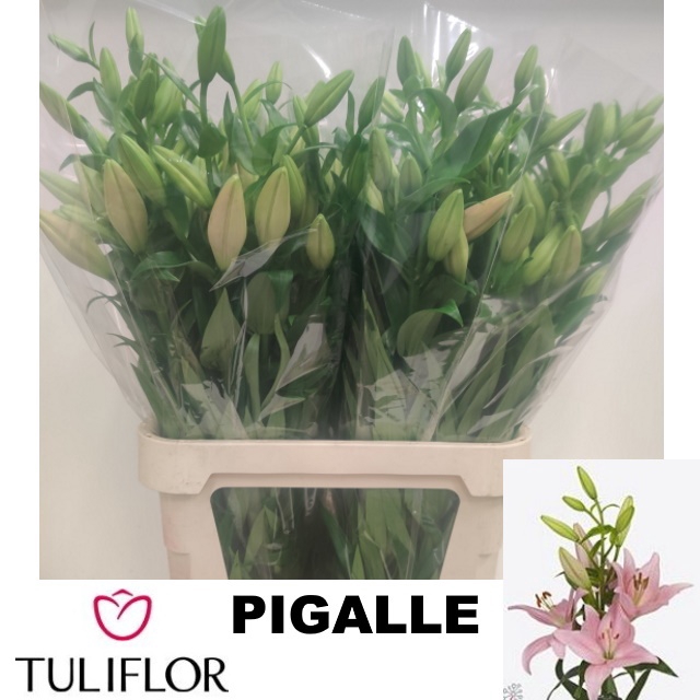 <h4>LI LA PIGALLE</h4>