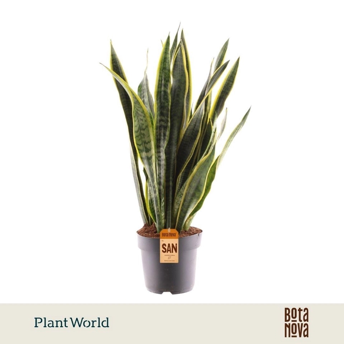 <h4>Sansevieria Laurentii</h4>