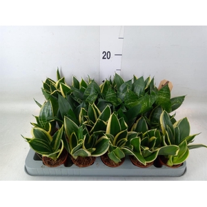 Sansevieria trifa. 'Hahnii'