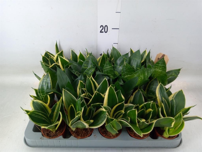 <h4>Sansevieria trifa. 'Hahnii'</h4>