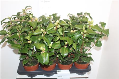 <h4>Came Gem 3 Kl 10+</h4>