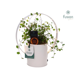 Planter zink met verlichting met Muehlenbeckia