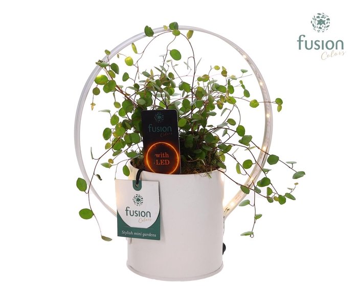 <h4>Planter zink met verlichting met Muehlenbeckia</h4>