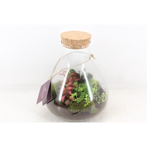 arr3 WR - Terrarium Erlenmeyer M