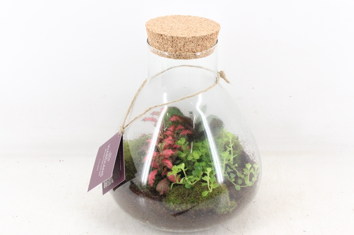 <h4>arr3 WR - Terrarium Erlenmeyer M</h4>