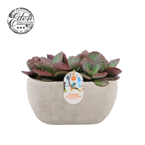 Kalanchoe humilis 25cm Summer Collection