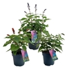 Salvia Salgoon gemengd