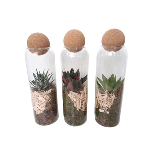 Arr.   Kamerplant Groen L%