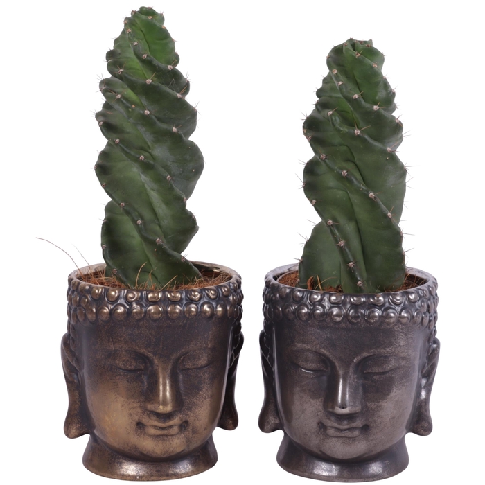 <h4>Cactus Cereus Spiralis Ø12cm in Ceramic Buddha Gold/Silver Ø15cm</h4>