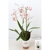 ONCIDIUM OV