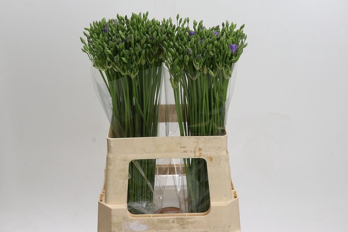 <h4>Triteleia Blues</h4>