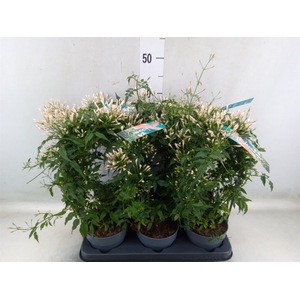 Jasminum polyanthum