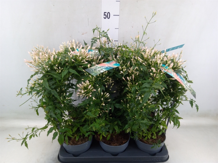 <h4>Jasminum polyanthum</h4>