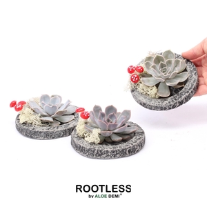 ROOTLESS Echeveria, Koala MINI Autumn bowl