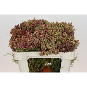 Kaaps Groen Lanuginosa Peanut