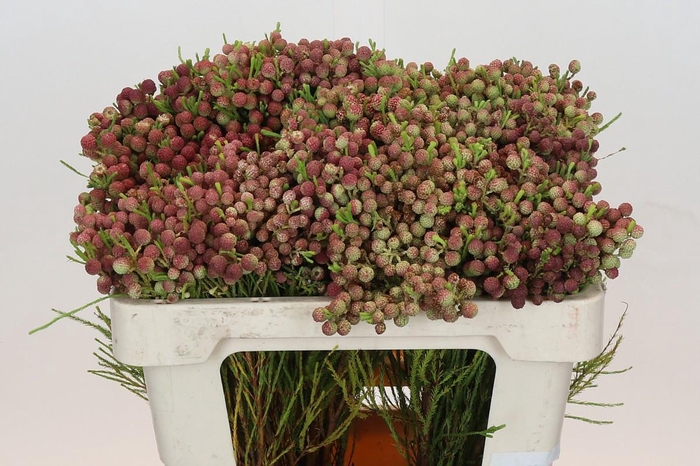 <h4>Kaaps Groen Lanuginosa Peanut</h4>