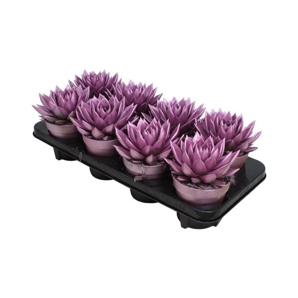 <h4>Echeveria Metallic Pink</h4>