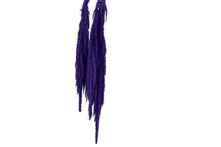 <h4>Preserved amaranthus paint purple</h4>
