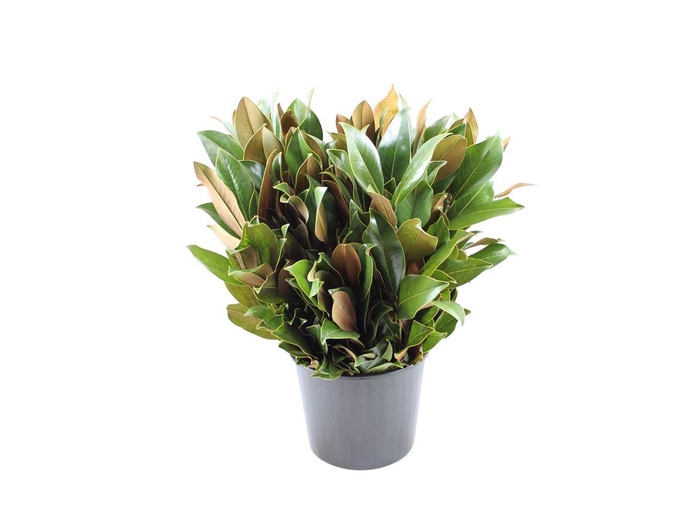 <h4>Magnolia Leaves</h4>