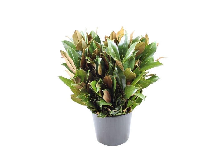 <h4>Magnoliablad</h4>