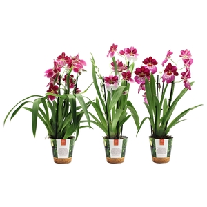 Inca Miltoniopsis Magenta 4 spike in Jungle cover