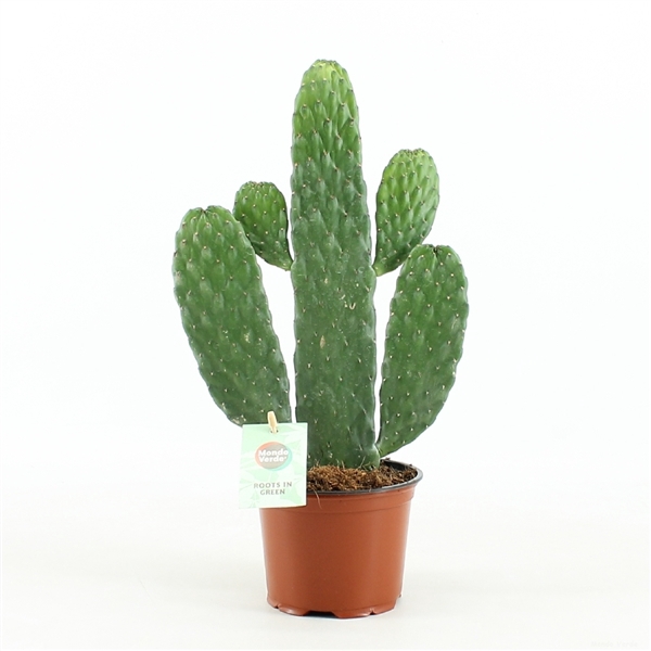 <h4>Opuntia rubescens Consolea</h4>