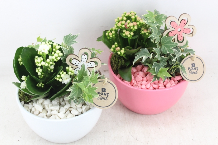 <h4>arr2 PL - Ker. bol schaal pink white</h4>