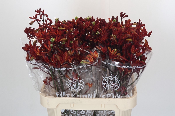 <h4>Anigozanthos Early Spring Indoor</h4>