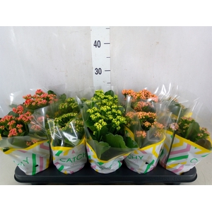 Kalanchoe blos.   ..rosebud mix  5