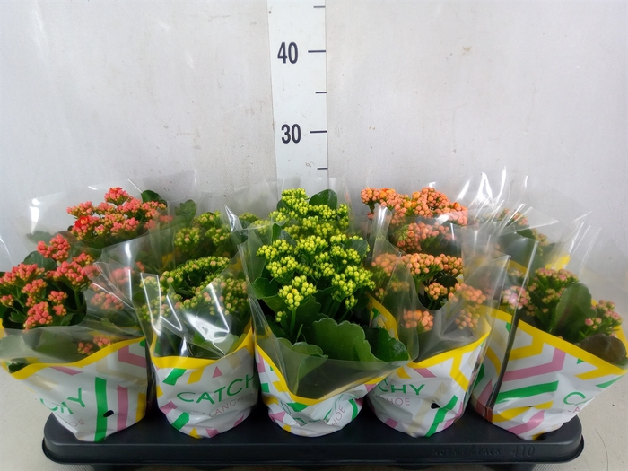 <h4>Kalanchoe blos.   ..rosebud mix  5</h4>
