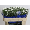 Aster Cassy