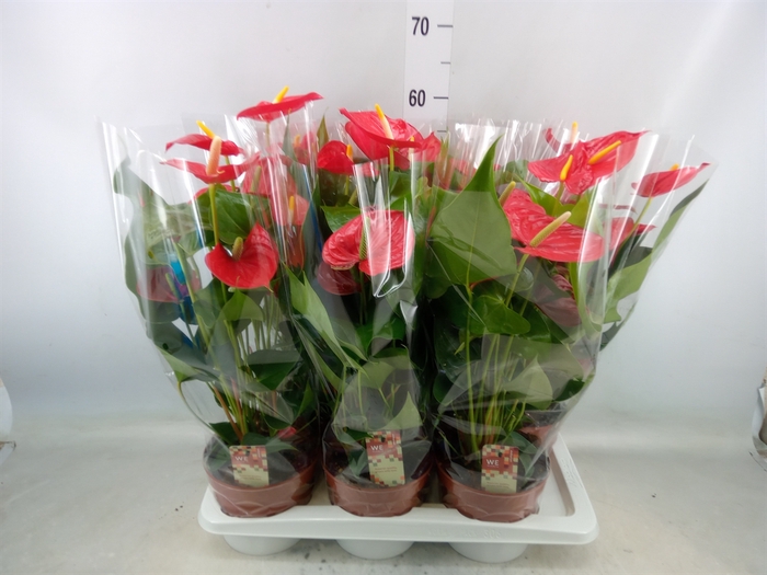 <h4>Anthurium andr. 'Kentucky'</h4>