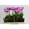 Dahlia Other
