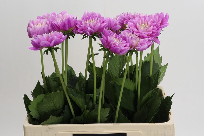 <h4>Dahlia Other</h4>