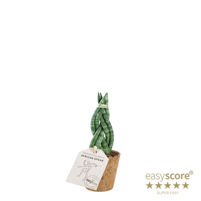 SANSEVIERIA CYLINDRICA P6 BRAID COCOZ