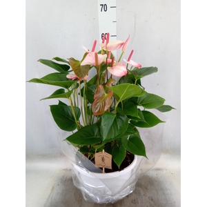 Anthurium  'Pr. Amalia Elegance'