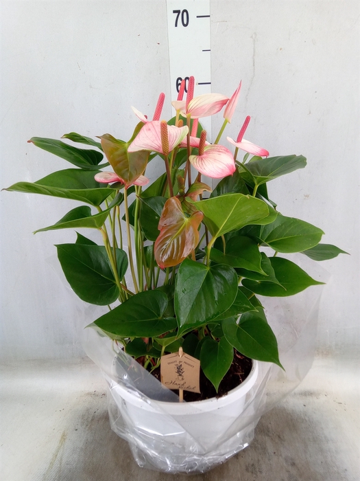 <h4>Anthurium  'Pr. Amalia Elegance'</h4>