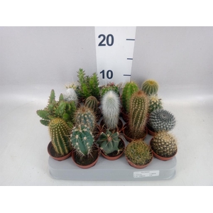 Cactus   ...mix