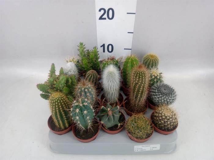 <h4>Cactus   ...mix</h4>
