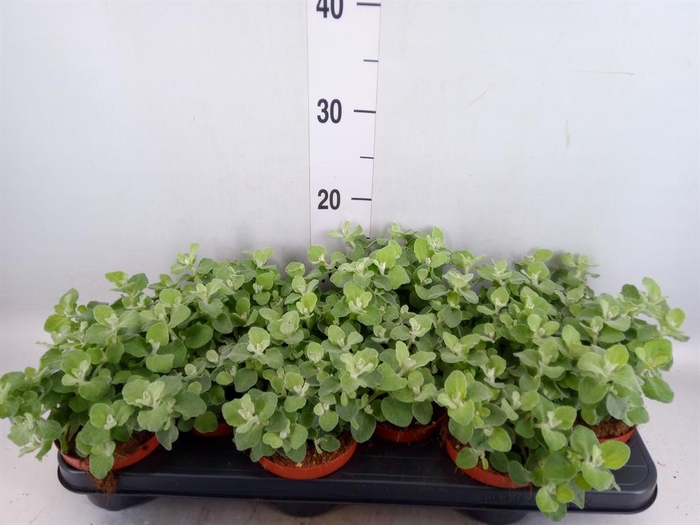 <h4>Helichrysum petiolare</h4>