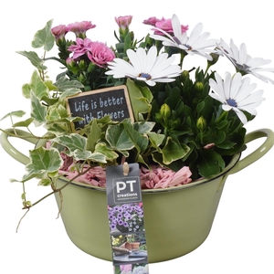 Arr.   Perkplanten L%