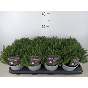 Thymus vulgaris