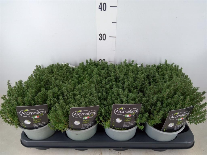 <h4>Thymus vulgaris</h4>