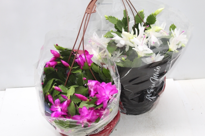 <h4>FLOR DE MAIO C21</h4>