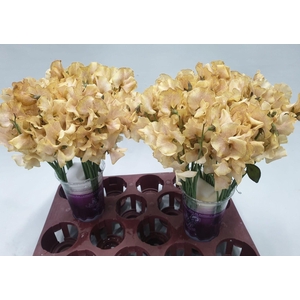 Lathyrus Autumn Magic