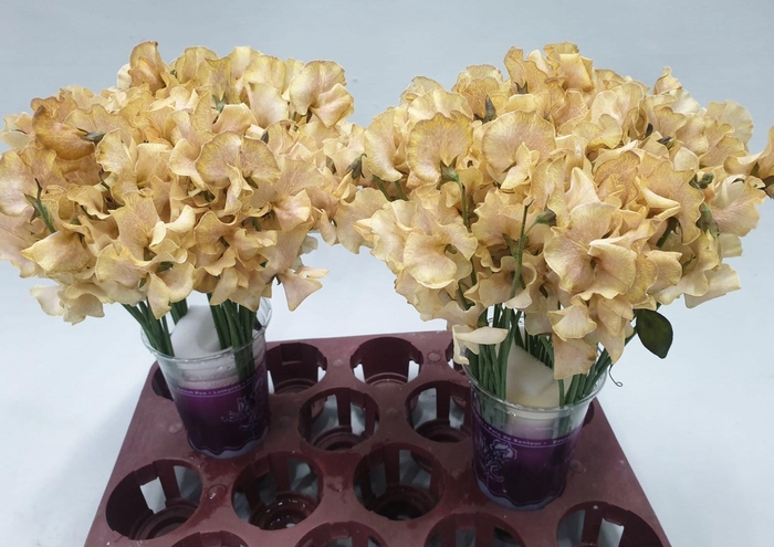 <h4>Lathyrus Autumn Magic</h4>