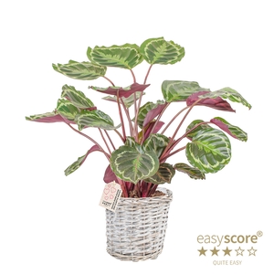 CALATHEA SPECIES P20 MEDALLION BASKET