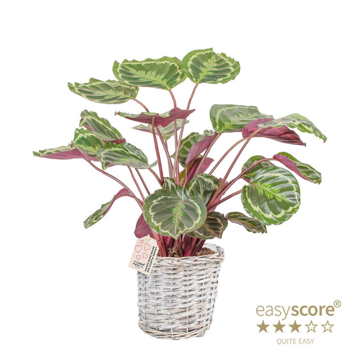 <h4>CALATHEA SPECIES P20 MEDALLION BASKET</h4>