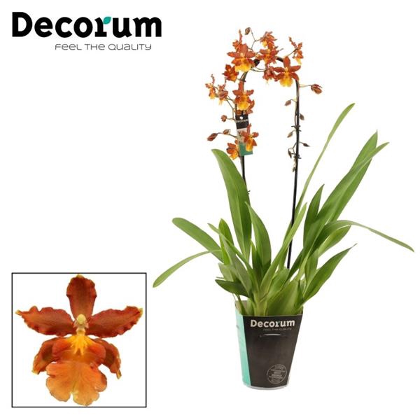 <h4>Cambria cascade 1 tak Catatante (Decorum)</h4>