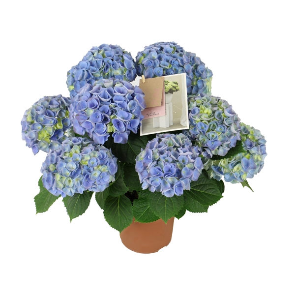 Hydrangea mac. Hi River Blue 5+ Flowers